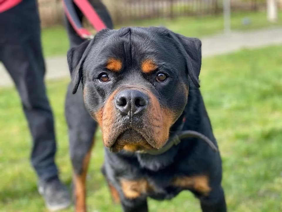 Zoof - imposanter Rottweiler aus unserem Nori-Projekt photo 2