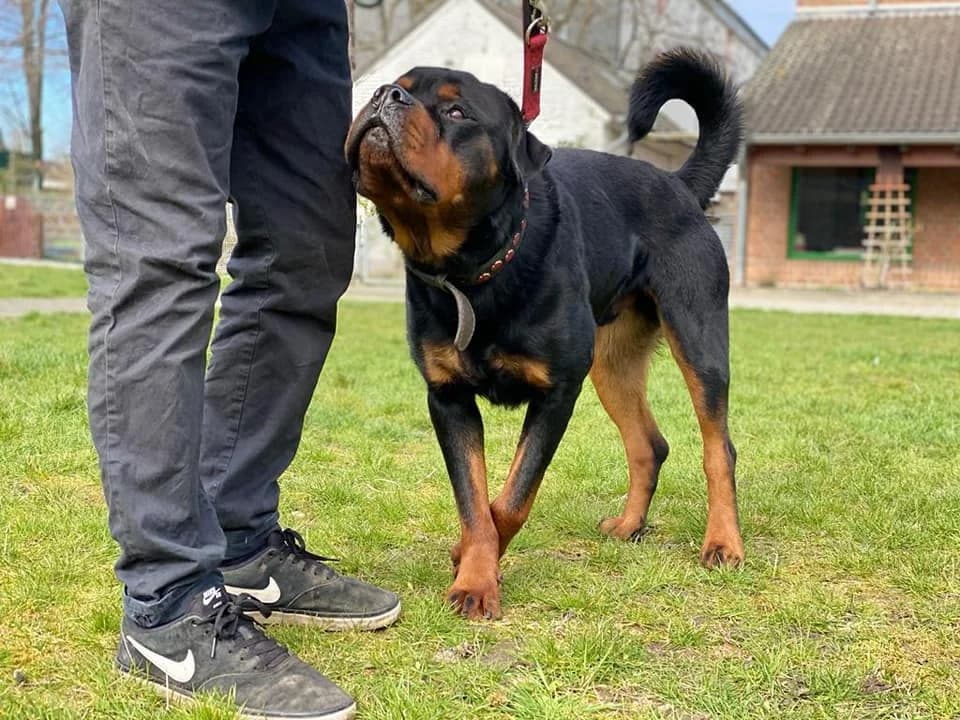 Zoof - imposanter Rottweiler aus unserem Nori-Projekt photo 3