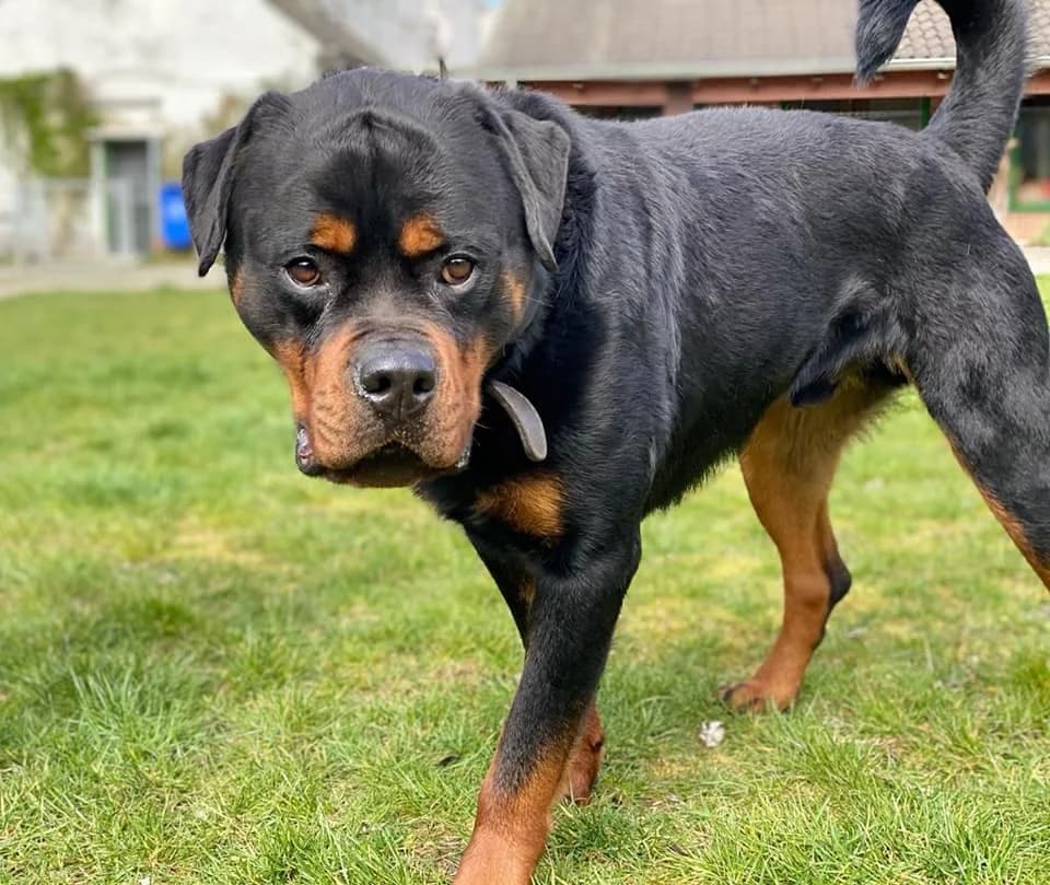 Zoof - imposanter Rottweiler aus unserem Nori-Projekt photo 4