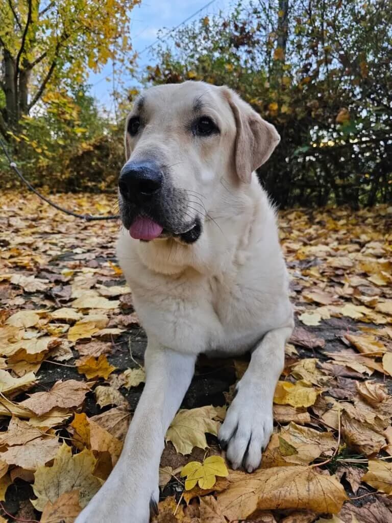 Purzel, male 3yo mixed breed for adoption at Tierheim Düsseldorf, Düsseldorf