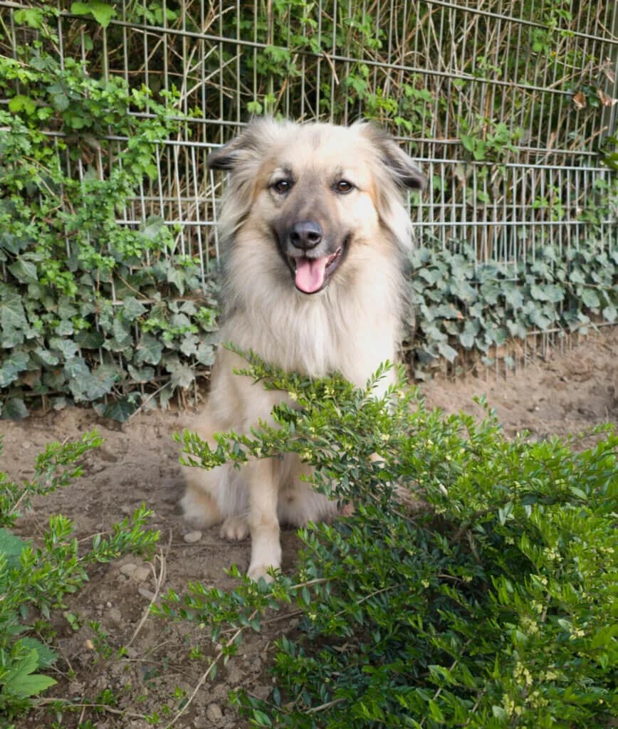 Flauschi, male 3yo mixed breed for adoption at Tierheim Düsseldorf, Düsseldorf