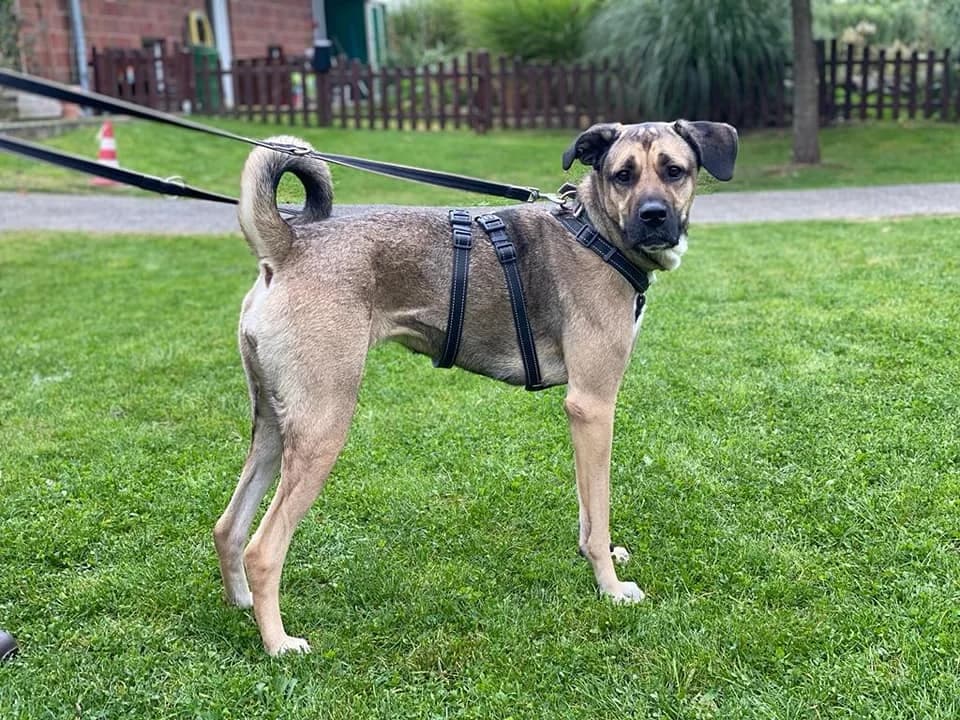 Luna, female 3yo mixed breed for adoption at Tierheim Düsseldorf, Düsseldorf