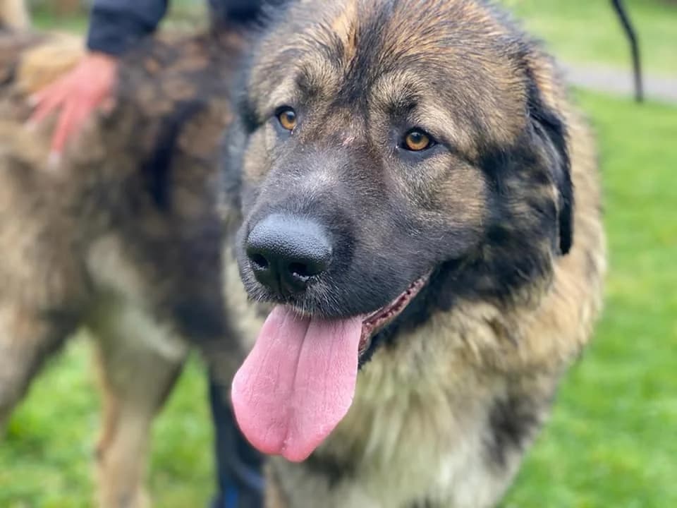 Ares, male 3yo mixed breed for adoption at Tierheim Düsseldorf, Düsseldorf