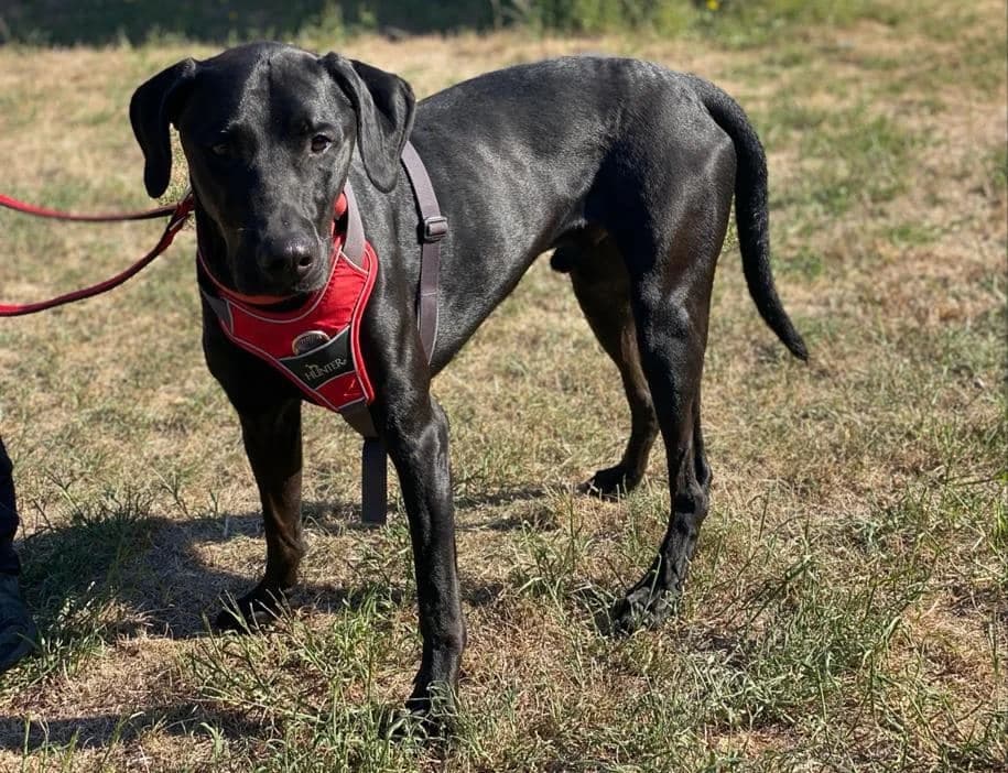 Karl, male 3yo Labrador Retriever for adoption at Tierheim Düsseldorf, Düsseldorf
