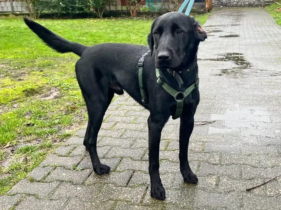 Sammi, male 3yo Labrador Retriever for adoption at Tierheim Düsseldorf, Düsseldorf