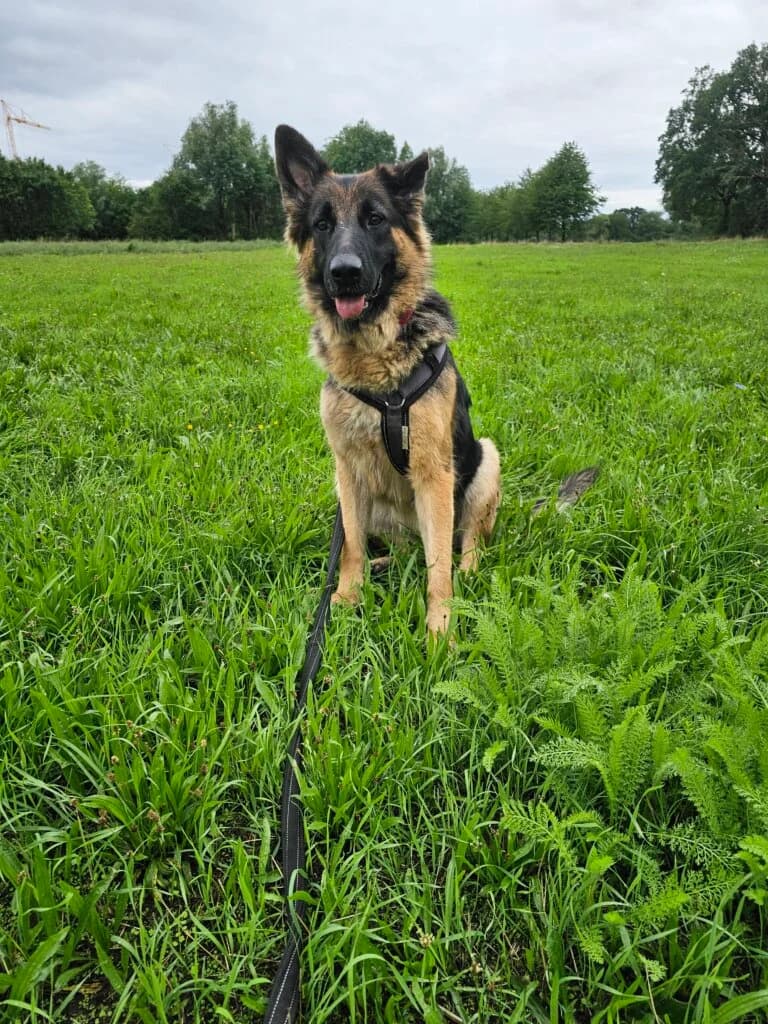 Luna, female 3yo German Shepherd for adoption at Tierheim Düsseldorf, Düsseldorf