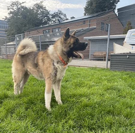 Balu, male 3yo Akita for adoption at Tierheim Düsseldorf, Düsseldorf
