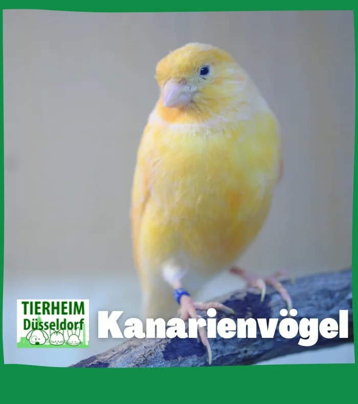 Kanarienvögel, 3yo mixed breed for adoption at Tierheim Düsseldorf, Düsseldorf