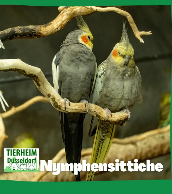 Nymphensittiche, 3yo mixed breed for adoption at Tierheim Düsseldorf, Düsseldorf