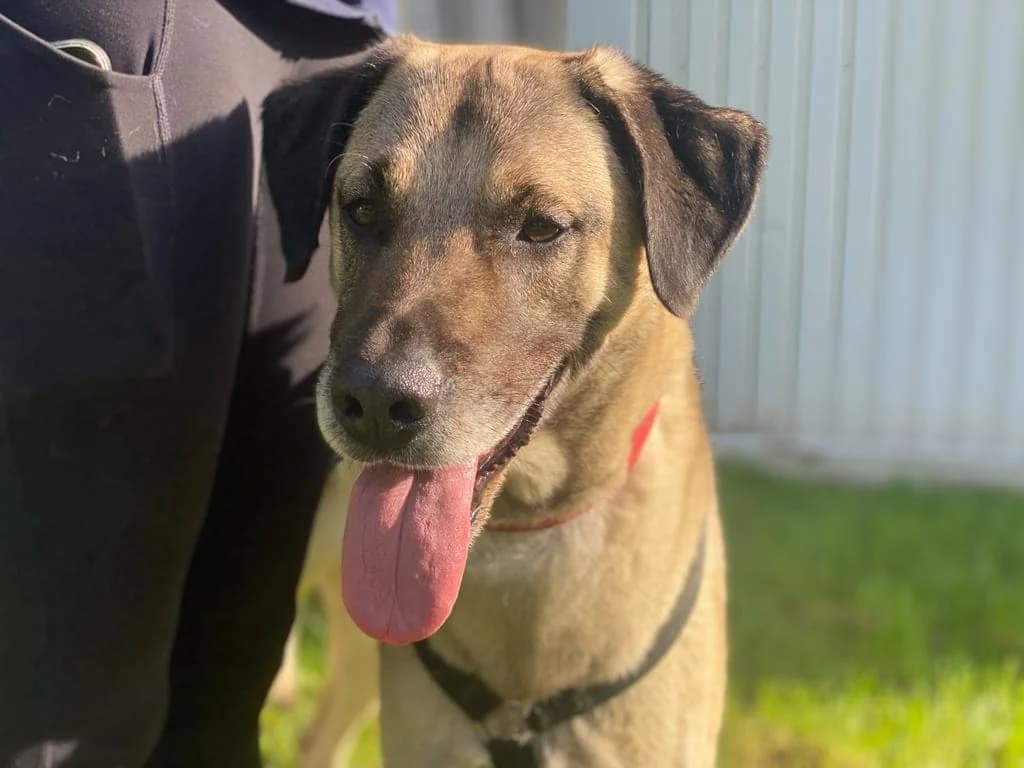 Loco, male 3yo mixed breed for adoption at Tierheim Düsseldorf, Düsseldorf