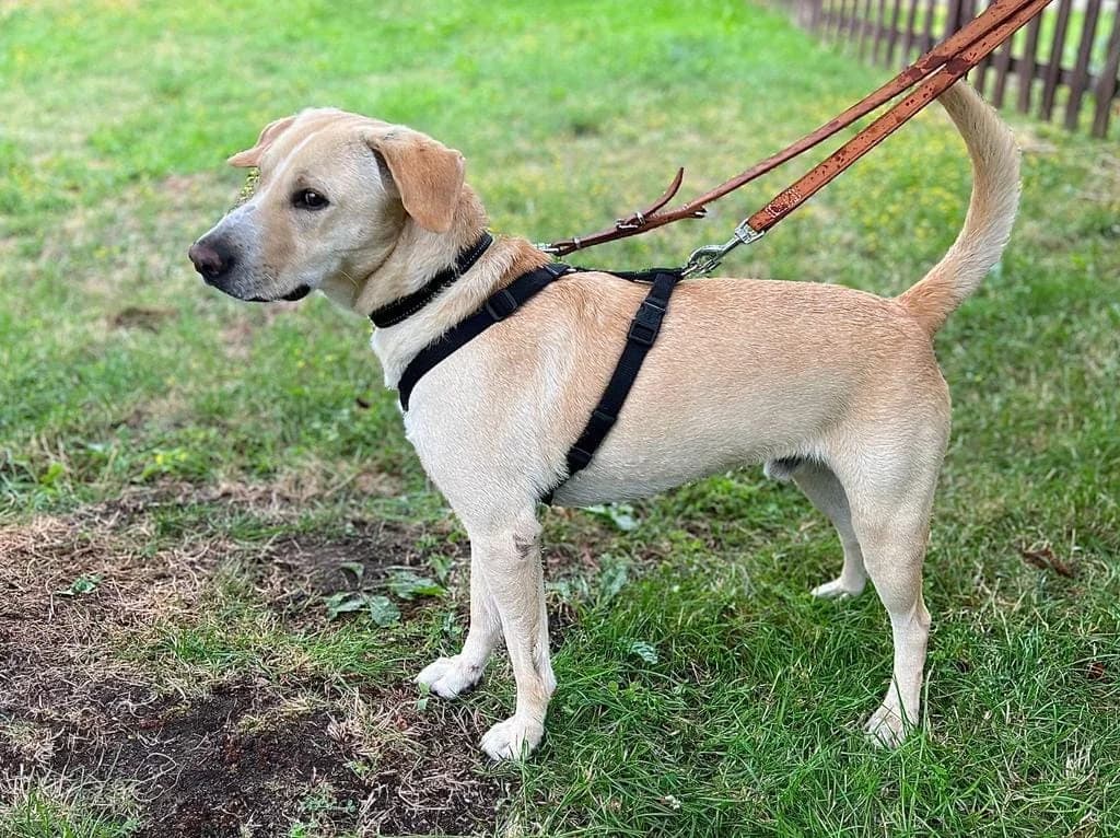 Cuba, male 3yo Labrador Retriever for adoption at Tierheim Düsseldorf, Düsseldorf