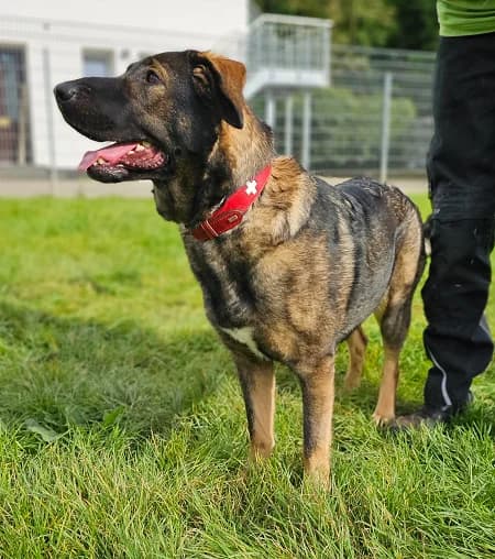 Nala, female 3yo Mixed Breed for adoption at Tierheim Düsseldorf, Düsseldorf