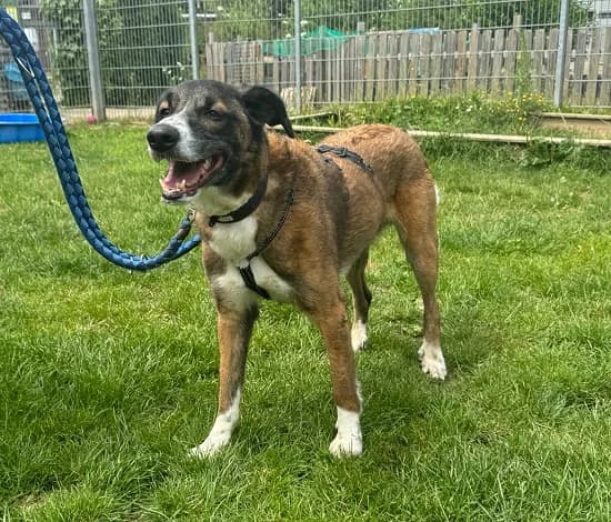 Balu, male 3yo Mixed Breed for adoption at Tierheim Düsseldorf, Düsseldorf