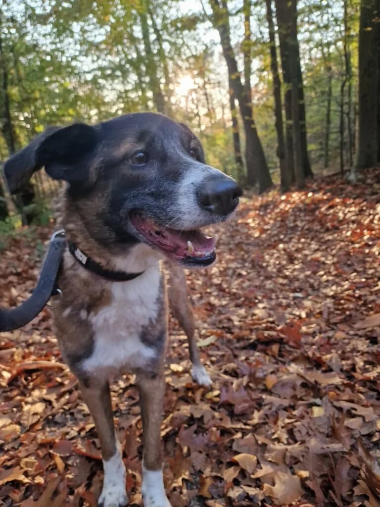 Balu, male 3yo Mixed Breed for adoption at Tierheim Düsseldorf, Düsseldorf