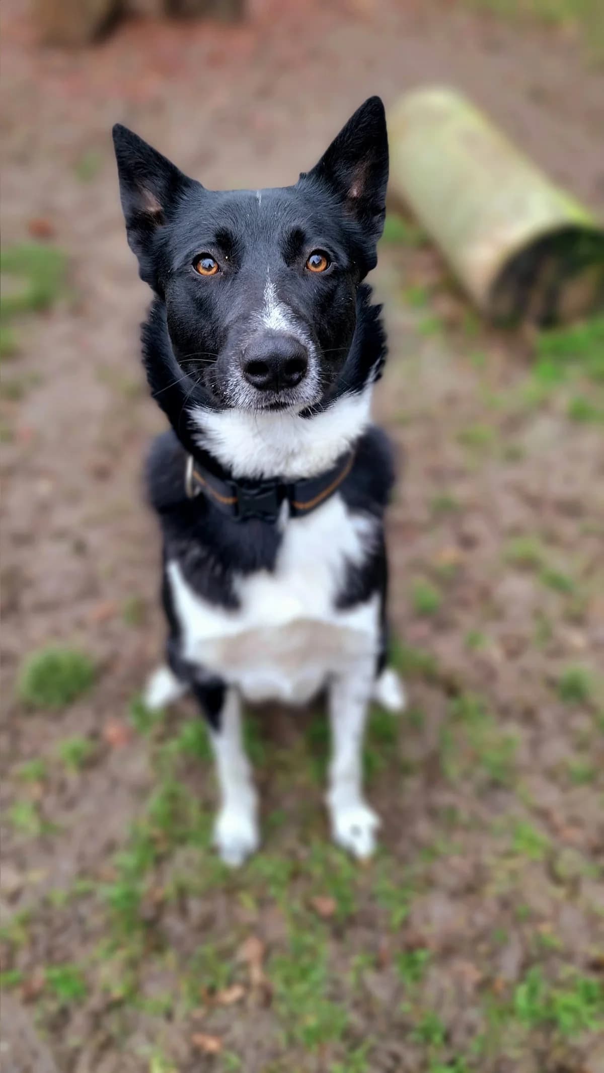 Amir, male mixed breed for adoption at Tierheim Regensburg, Regensburg
