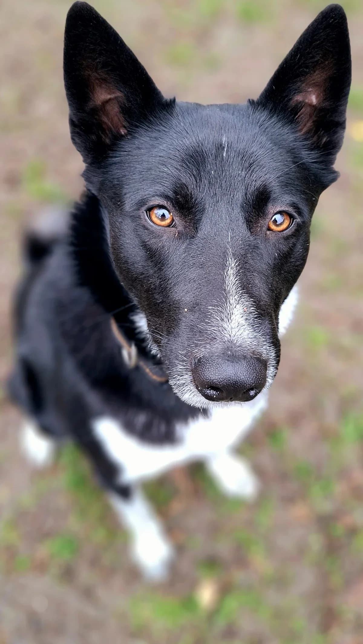 Amir, male mixed breed for adoption at Tierheim Regensburg, Regensburg — photo 2 of 6