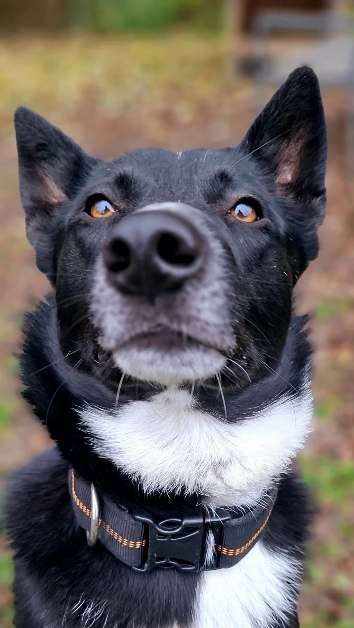 Amir, male mixed breed for adoption at Tierheim Regensburg, Regensburg — photo 3 of 6