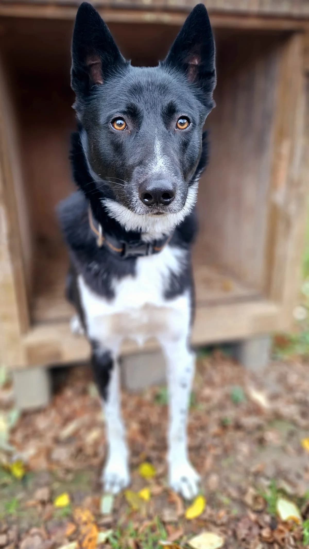 Amir, male mixed breed for adoption at Tierheim Regensburg, Regensburg — photo 4 of 6