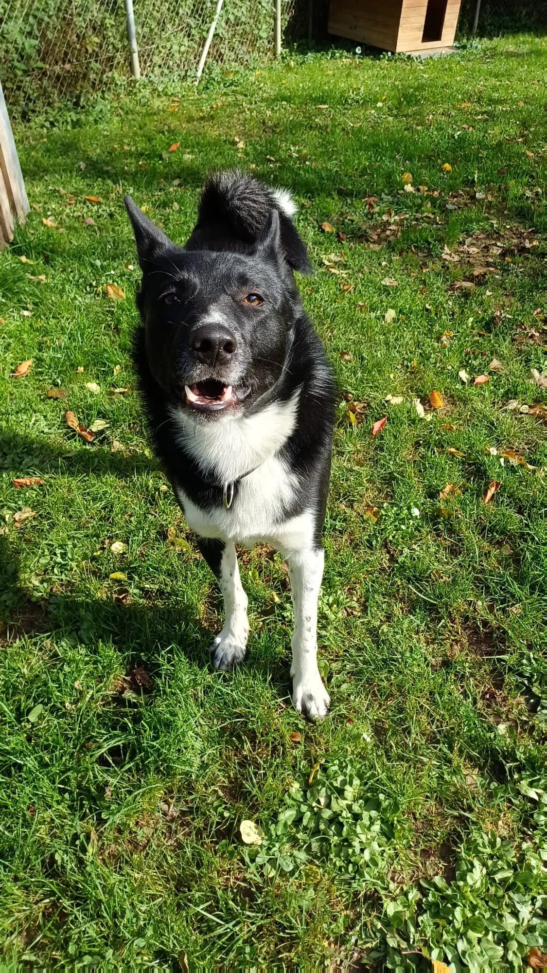 Amir, male mixed breed for adoption at Tierheim Regensburg, Regensburg — photo 5 of 6