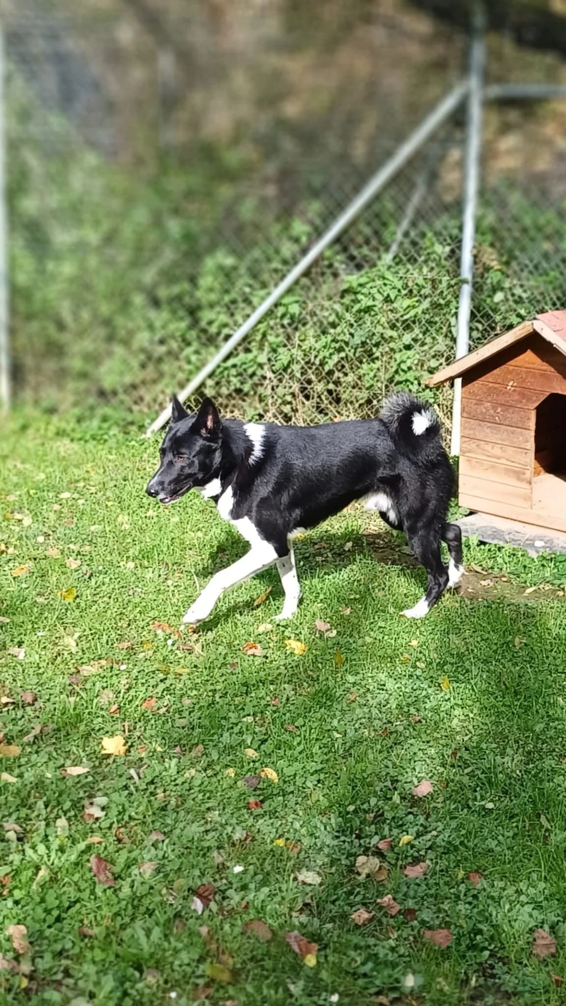 Amir, male mixed breed for adoption at Tierheim Regensburg, Regensburg — photo 6 of 6