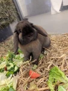 Olli, male mixed breed for adoption at Regensburg