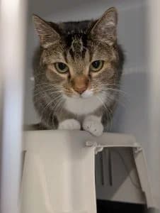 Laiko, male European Shorthair for adoption at Tierheim Regensburg, Regensburg