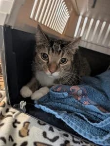 Laiko, brown tabby male European Shorthair for adoption at Tierheim Regensburg, Regensburg — photo 2 of 3