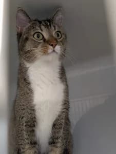 Laiko, brown tabby male European Shorthair for adoption at Tierheim Regensburg, Regensburg — photo 3 of 3