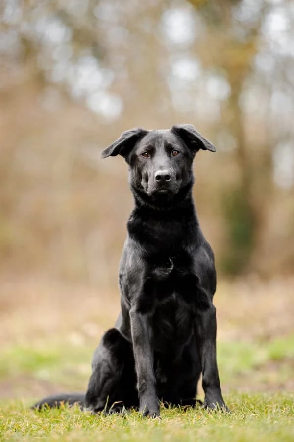 Max, male 5yo Mixed Breed for adoption at Tierheim Leipzig, Leipzig