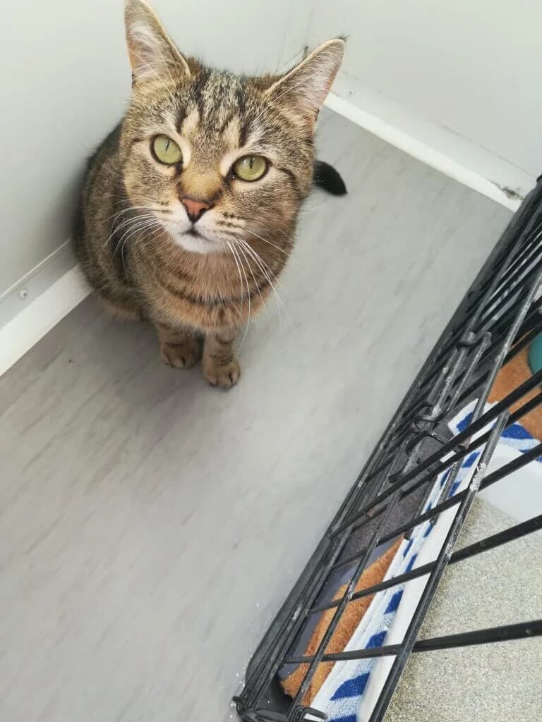 Jay-Jay - charakterstarke Einzelprinzessin 👑