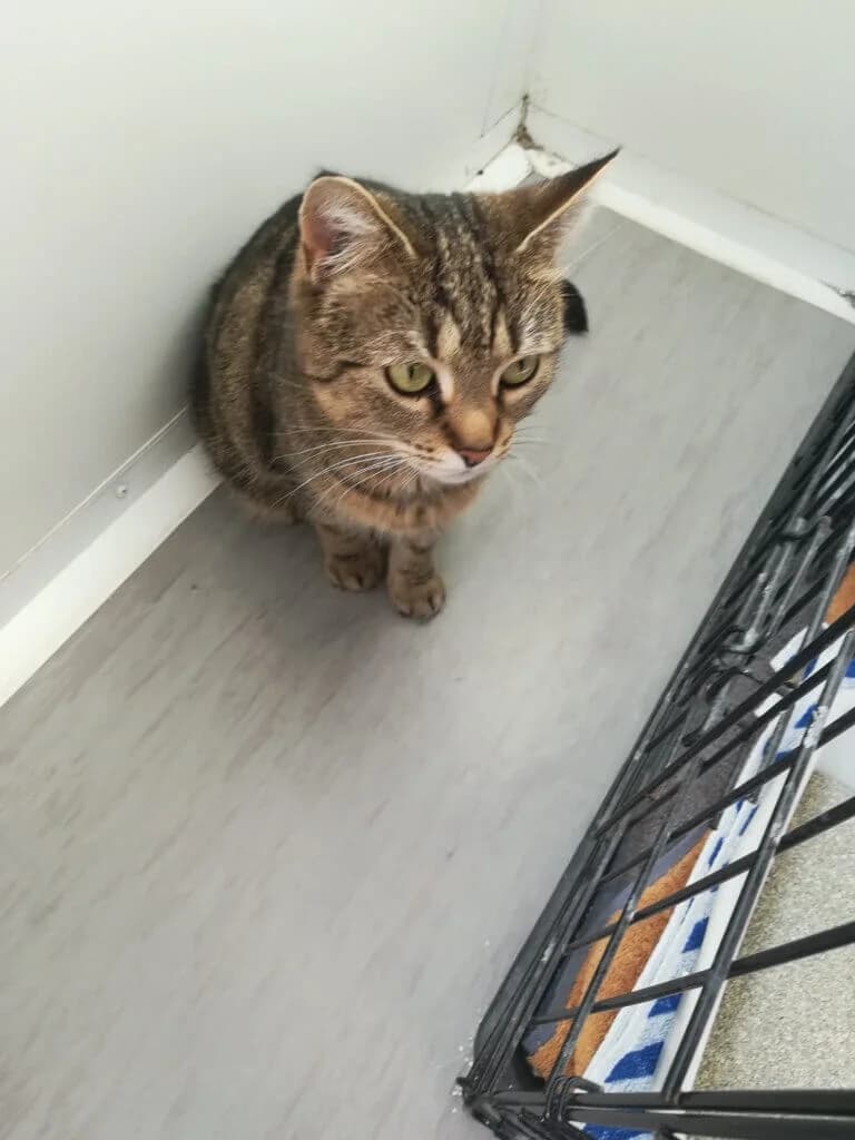 Jay-Jay - charakterstarke Einzelprinzessin 👑 photo 2