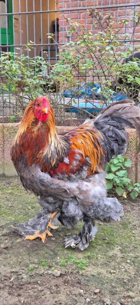 Abrahahn, sanfter Riese sucht sein Hennenreich