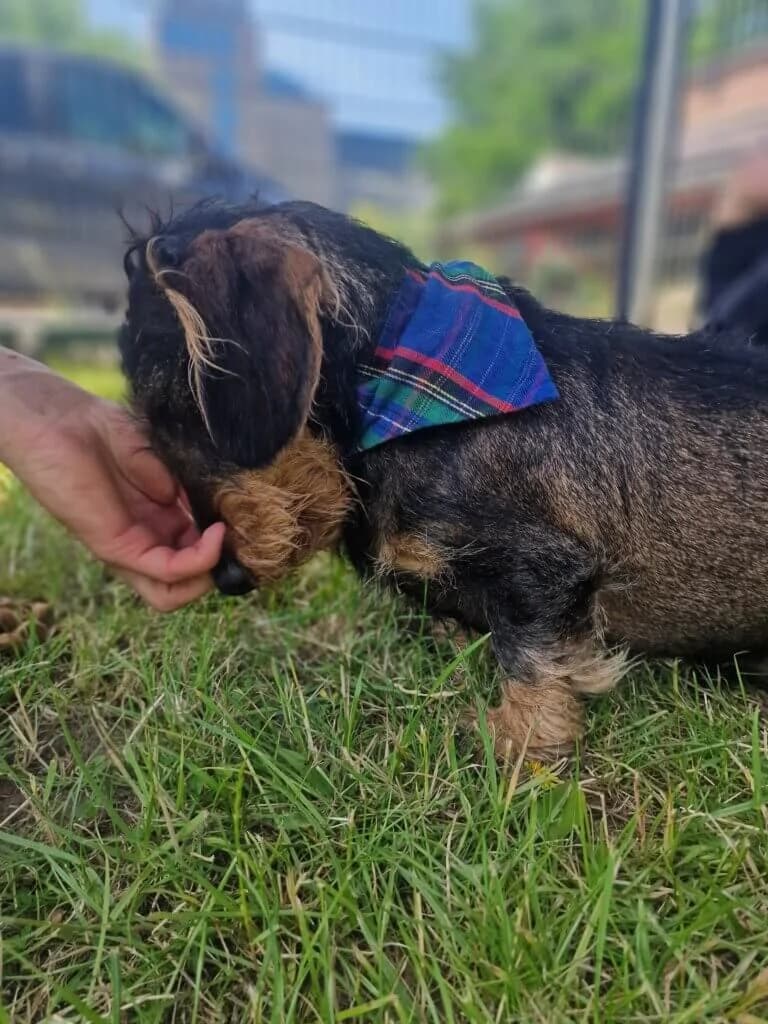 Jacob, male 3yo Dachshund for adoption at Tierheim Düsseldorf, Düsseldorf