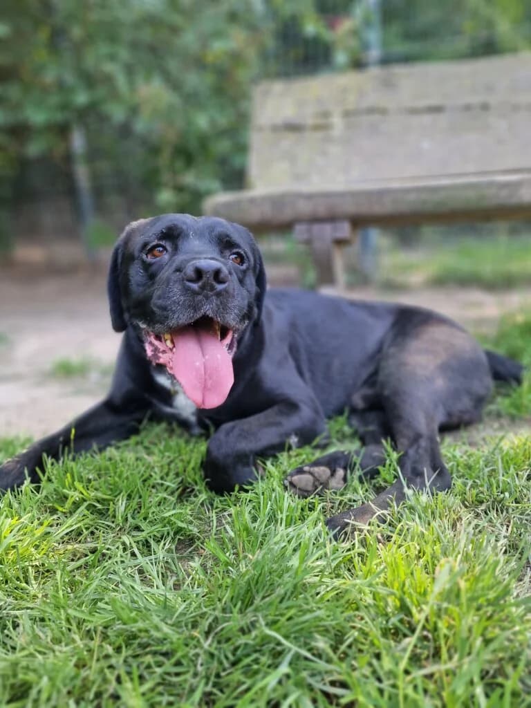 Buddy, male 3yo Cane Corso for adoption at Tierheim Düsseldorf, Düsseldorf