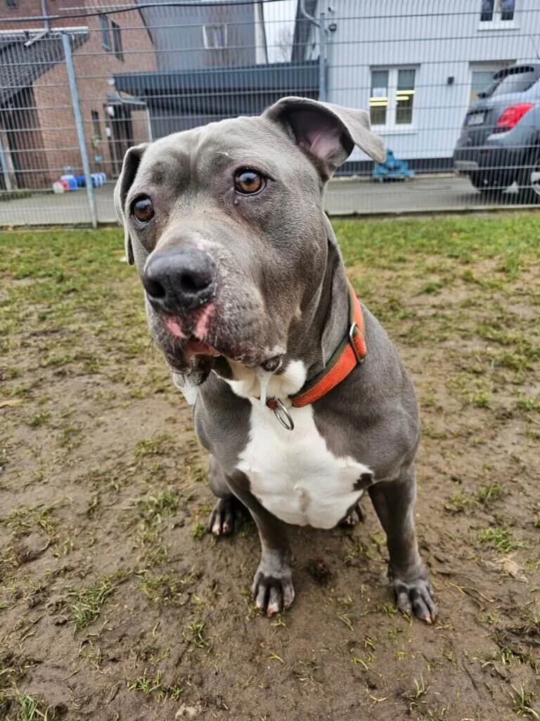 Muffin, male 3yo English Bulldog for adoption at Tierheim Düsseldorf, Düsseldorf