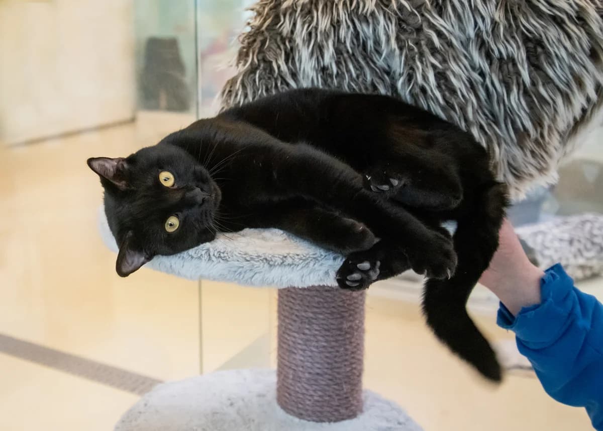 Shanti & Sid (conjunta), black female British Shorthair for adoption at A.D.A. Noguera