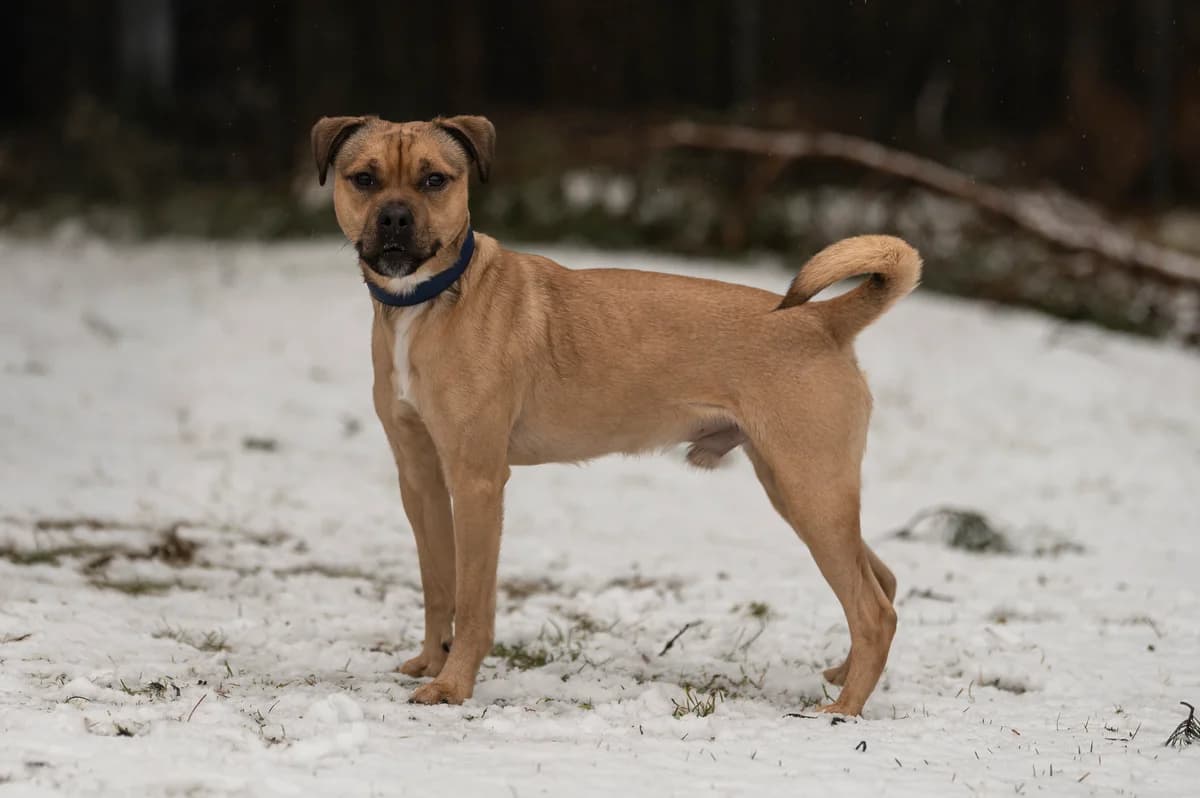 Charlie, male young Mixed Breed for adoption at Tierheim Nürnberg, Nuremberg