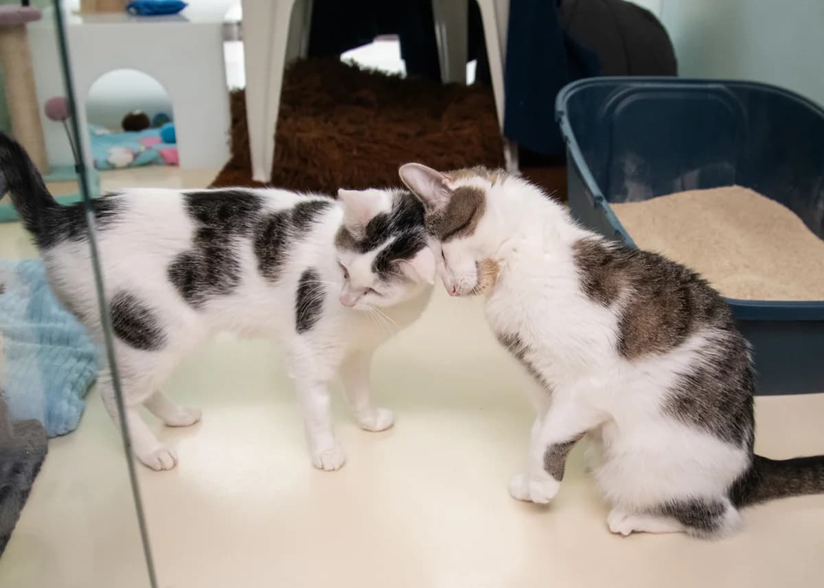 Bella und Belamy., female young mixed breed for adoption at Tierheim Nürnberg, Nuremberg