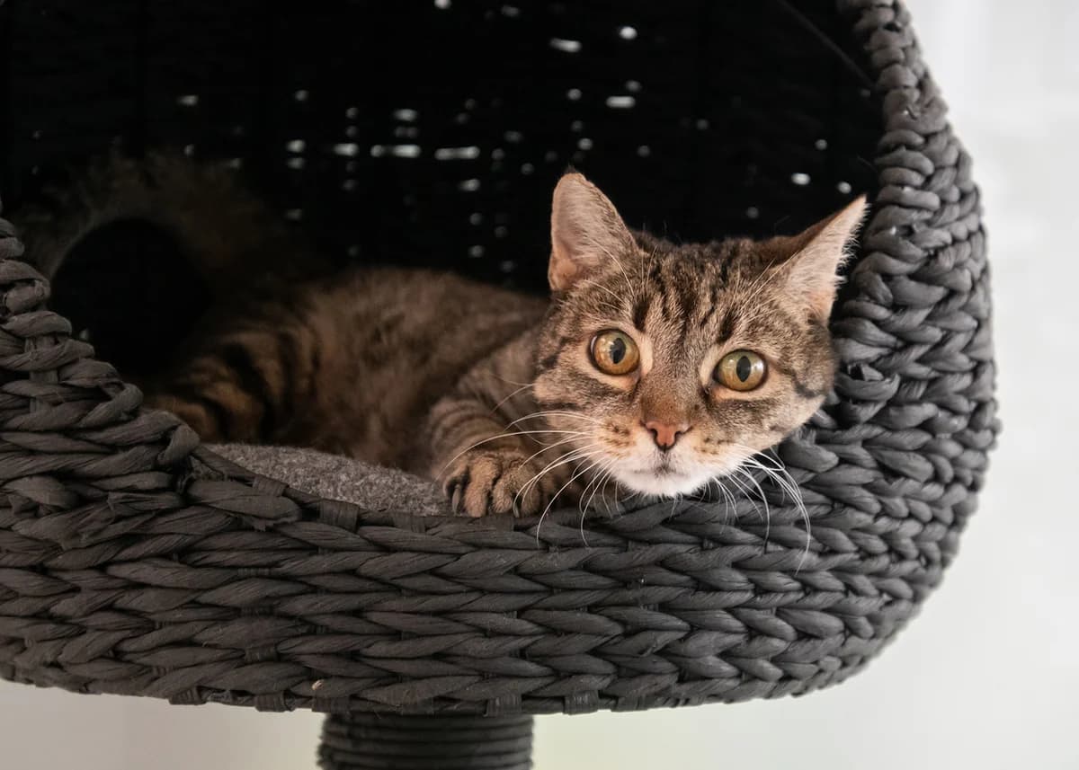 Rhea., female 5yo mixed breed for adoption at Tierheim Nürnberg, Nuremberg
