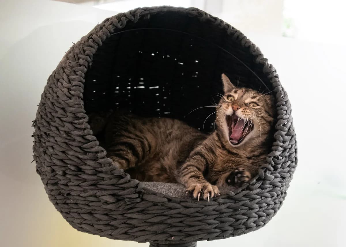 Rhea., brown tabby female mixed breed for adoption at Tierheim Nürnberg, Nuremberg — photo 3 of 4