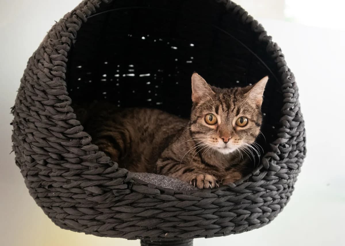 Rhea., brown tabby female mixed breed for adoption at Tierheim Nürnberg, Nuremberg — photo 4 of 4