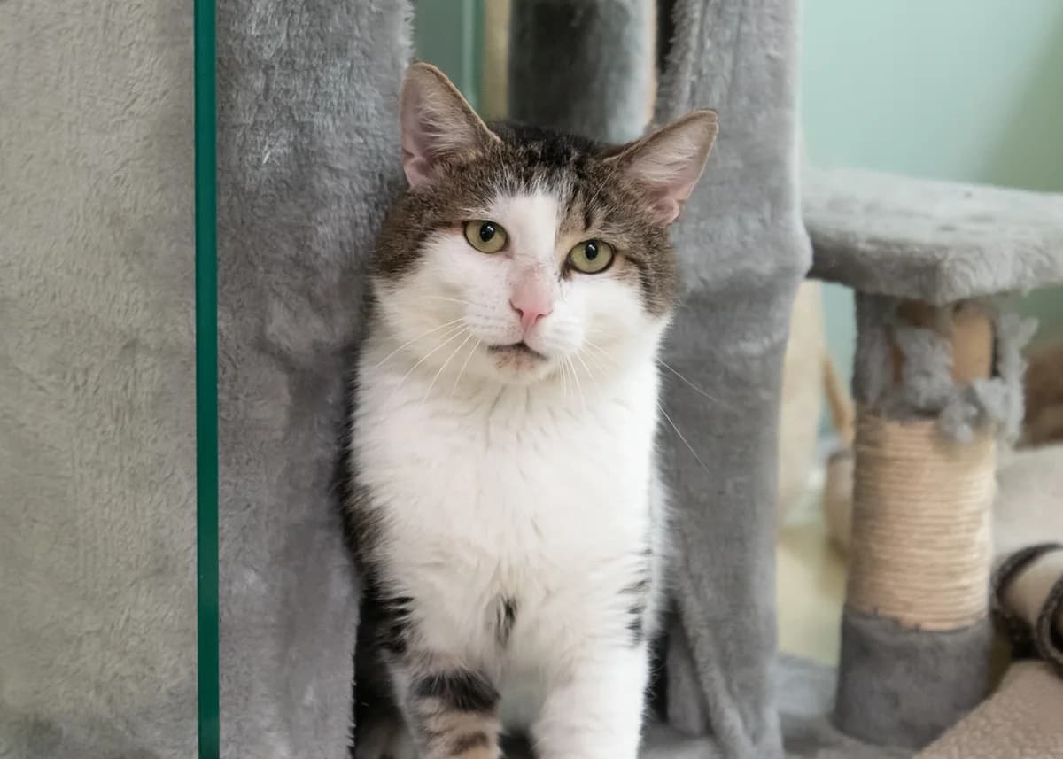 Sid., male mixed breed for adoption at Tierheim Nürnberg, Nuremberg