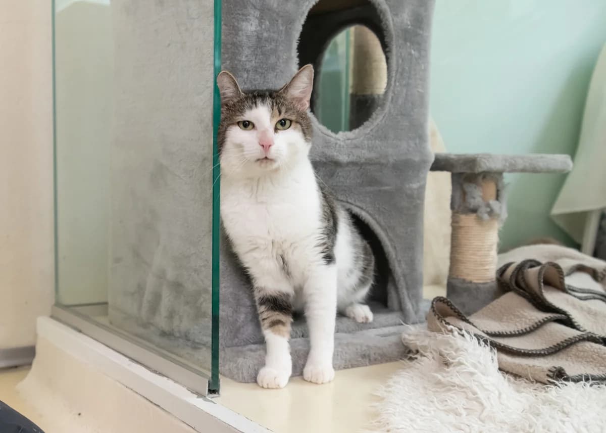 Sid., grey tabby male mixed breed for adoption at Tierheim Nürnberg, Nuremberg — photo 3 of 4