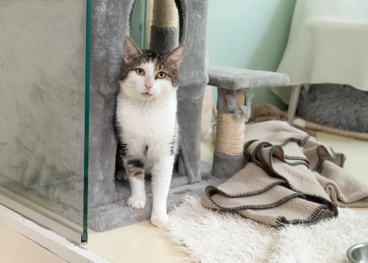 Sid., grey tabby male mixed breed for adoption at Tierheim Nürnberg, Nuremberg — photo 4 of 4