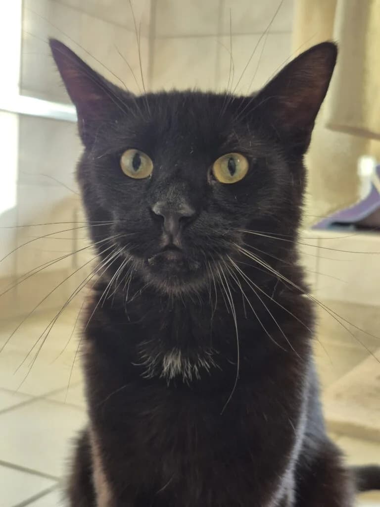 Will – sensibler Kater sucht neuen Start mit Katzengesellschaft 🐾🍀