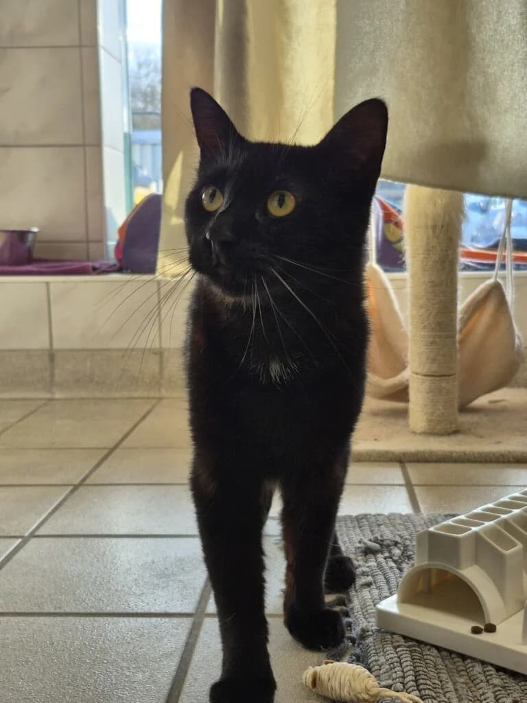 Will – sensibler Kater sucht neuen Start mit Katzengesellschaft 🐾🍀 photo 2