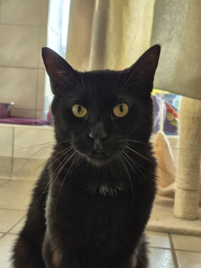 Will – sensibler Kater sucht neuen Start mit Katzengesellschaft 🐾🍀 photo 3