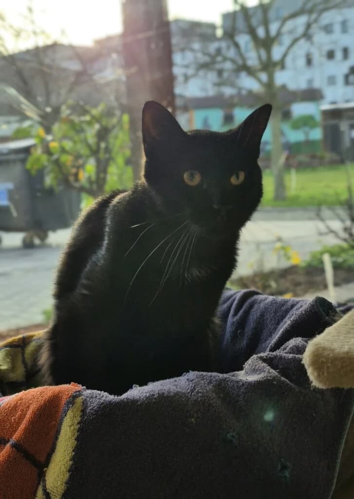 Will – sensibler Kater sucht neuen Start mit Katzengesellschaft 🐾🍀 photo 4