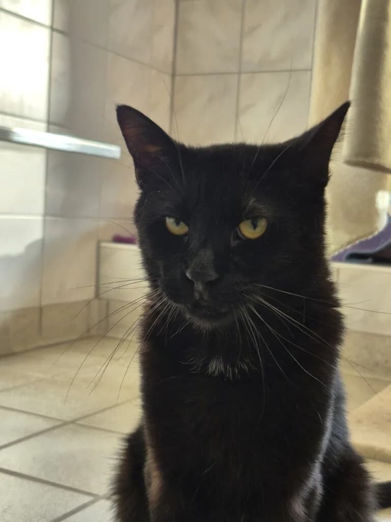 Will – sensibler Kater sucht neuen Start mit Katzengesellschaft 🐾🍀 photo 5