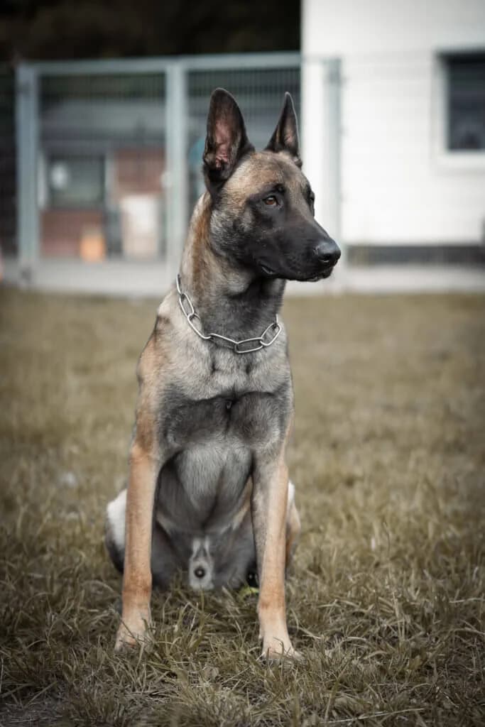 Tyrion – Malinois sucht erfahrenes Zuhause